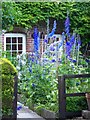 Delphiniums along the path, Bishopstone