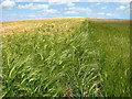 Ripening barley