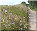 Start of Park Lane near Charsfield