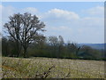 Unploughed field near Blackham