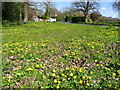 Carpet of celandine