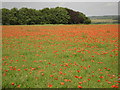 SU1427 : Poppies near Salisbury District Hospital by Maigheach-gheal