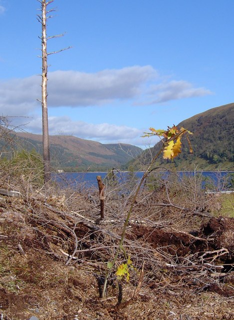 Native woodland restoration at Loch Dughaill