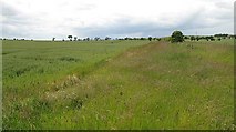 NT9446 : Wheat field, Shoreswood by Richard Webb