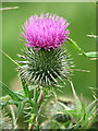 TG2224 : Common thistle (Cirsium vulgare) by Evelyn Simak