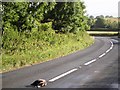 SX8955 : Dead badger, Kennels Road near Churston by Tom Jolliffe