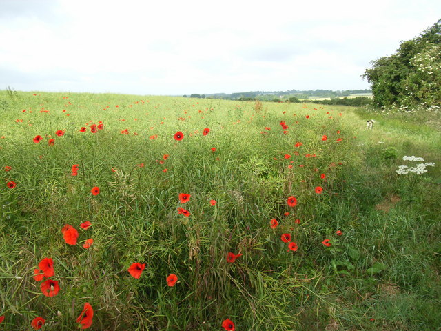 Rape field with poppies