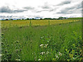 Thistly meadow and field beyond viewed from the A947