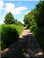 Lane, Woolbeding Common