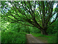 SU8525 : Oak Tree, Lambourne Lane, Titty Hill by Simon Carey