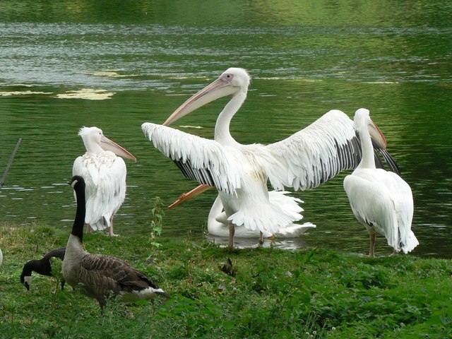 Westminster: pelicans in St. James’s Park