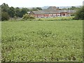 Bean field, rugby pitch