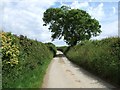 Atypical Cornish lane