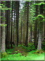 NN5717 : Strathyre Forest by Iain Thompson