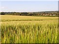 SU6374 : Barley, Tidmarsh by Andrew Smith