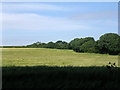 Barley field