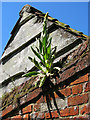 Great mullein (Verbascum thapsus)