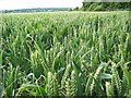 Wheat field near Upton Scudamore