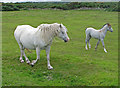 NO8890 : Welsh ponies at the Cantlayhills Cairn pasture by C Michael Hogan