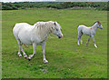 Welsh ponies at the Cantlayhills Cairn pasture