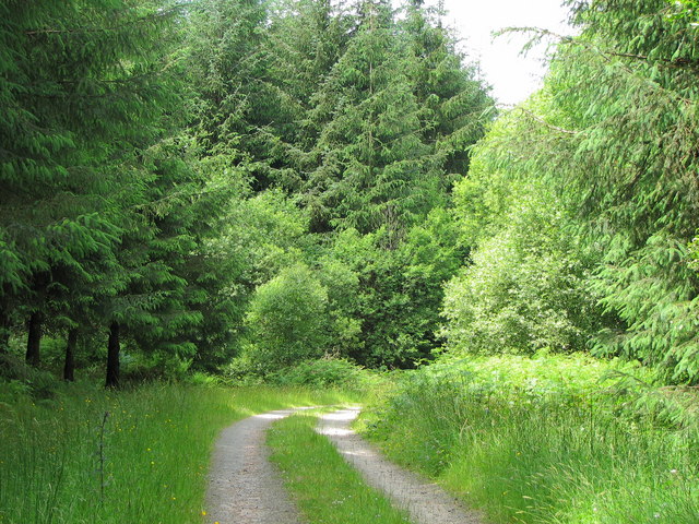 Track through Llaneglwys Wood
