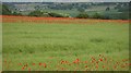 NY9171 : Poppies in a rape field by Richard Webb