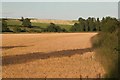 The Corn is looking ripe in the evening sun