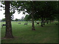 Trees in Shoreditch Park