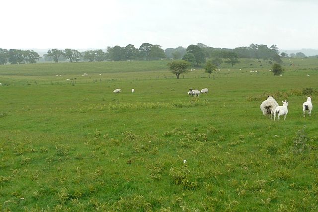 Pasture west of Cambo