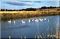 Swans on the River Urie