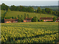 Houses and wheat, Hampstead Norreys