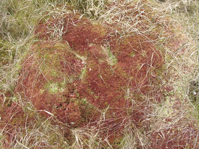 Mosses in a firebreak in the plantation on Tip Hill
