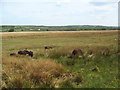 Wild Ponies below Souther Fell