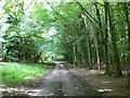 Bridleway through Coed Plas y Nant