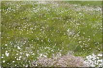 NZ0395 : Cotton grass on Blueburn Knowe by Graham Horn