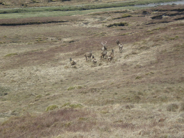 Deer in the upper An Caorann Moor