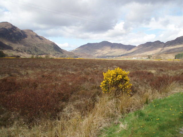 Gorse and moorland between Camusluinie and Killilan
