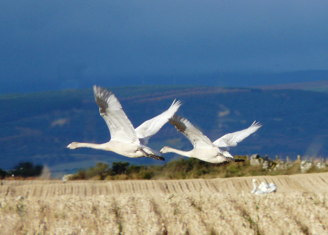 Whooper Swans near Tarrel