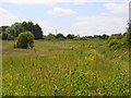 Grassland, Woodlands Park