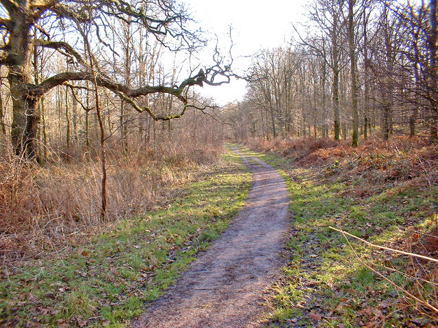 Grey Road, Savernake Forest © P L Chadwick :: Geograph Britain and Ireland