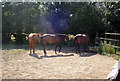 Horses at Sheridan Farm