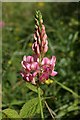 Vetch on Spoonbed Hill