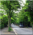 Cyprus Avenue, Belfast