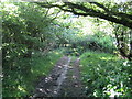 Bridleway near Down Farm, Chilmark 3