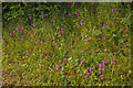 Roadside Pyramidal Orchids