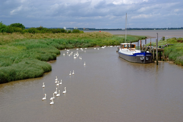 Barrow Haven with a Gaggle of Swans