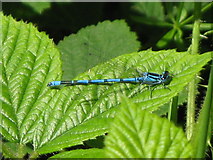 NY8063 : Azure damselfly at Morralee Tarn by Mike Quinn