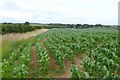 Maize Field near West Knighton