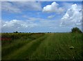 Track near South Somercotes Fen Houses