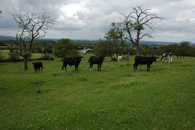 Cattle in an old orchard, near Willersey